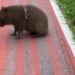Capivara são paulina está triste porquê o Alviverde levou a vez nesta noite