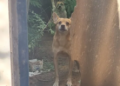 Olhar de cão que sofria maus-tratos emociona policiais durante o resgate no Universitário