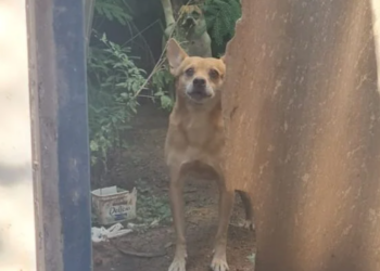 Olhar de cão que sofria maus-tratos emociona policiais durante o resgate no Universitário