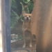 Olhar de cão que sofria maus-tratos emociona policiais durante o resgate no Universitário