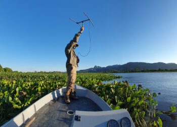 No Pantanal, programa consegue reduzir ataques de onças a rebanho