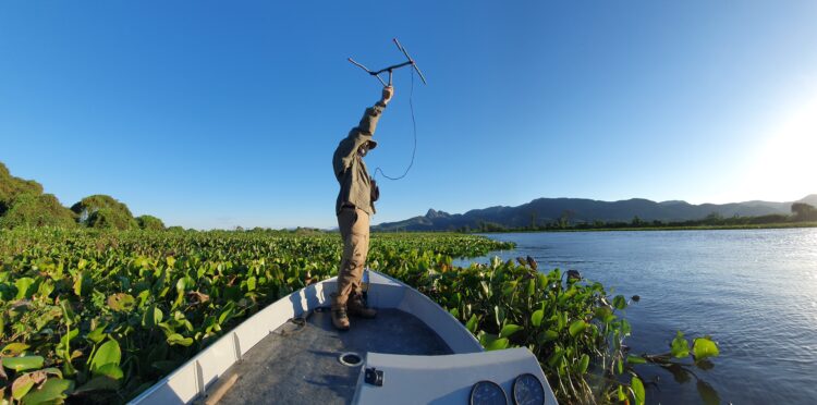 No Pantanal, programa consegue reduzir ataques de onças a rebanho