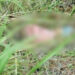 Corpo de homem só de cueca é encontrado por trabalhador em matagal na Capital