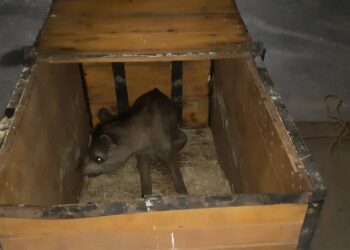 PMA resgata 3ª anta em menos de 6 meses com patas quase decepadas por armadilhas