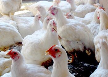Custos ao produtor sobem e preço médio do frango no atacado cresce 24% no primeiro trimestre de 2022