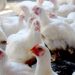 Custos ao produtor sobem e preço médio do frango no atacado cresce 24% no primeiro trimestre de 2022