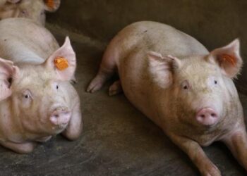 Assistência voltada a suinocultores busca melhorias na gestão e melhor remuneração
