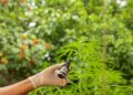 Audiência Pública vai discutir necessidade de democratizar o acesso à Cannabis Medicinal