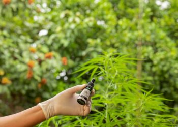 Audiência Pública vai discutir necessidade de democratizar o acesso à Cannabis Medicinal