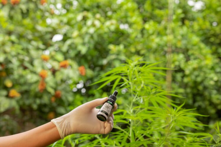 Audiência Pública vai discutir necessidade de democratizar o acesso à Cannabis Medicinal