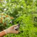 Audiência Pública vai discutir necessidade de democratizar o acesso à Cannabis Medicinal