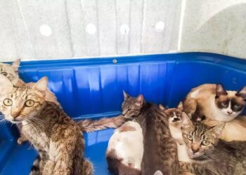 “Dona Sinhá”: Mulher é presa por maus-tratos ao ter e não cuidar de 19 gatos na Vila Planalto