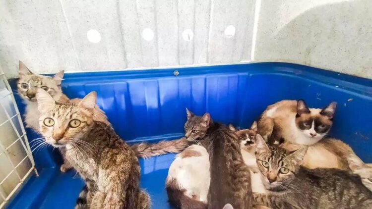“Dona Sinhá”: Mulher é presa por maus-tratos ao ter e não cuidar de 19 gatos na Vila Planalto