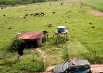 Suspeito por furtar 15 cabeças de gado é identificado e polícia recupera R$ 30 mil “em boi”