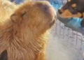 Vídeo: “É por isso que a Capivara é amada por todos!”