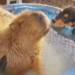 Vídeo: “É por isso que a Capivara é amada por todos!”