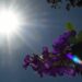 Final de semana de sol e tempo seco em Mato Grosso do Sul