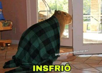 Meme: Esfriou e a Capivara já correu para pegar o seu cobertor