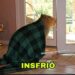 Meme: Esfriou e a Capivara já correu para pegar o seu cobertor