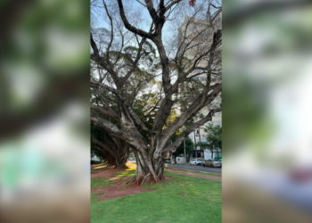 Após várias tentativas de salvá-la, Semadur remove Figueira centenária na Capital