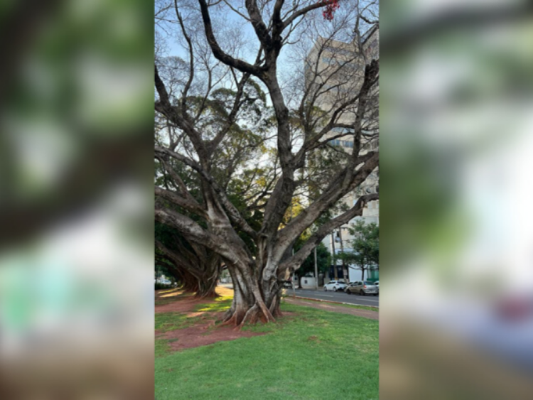 Após várias tentativas de salvá-la, Semadur remove Figueira centenária na Capital