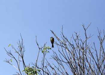 Sexta–feira Santa será de tempo firme e baixas temperaturas em MS