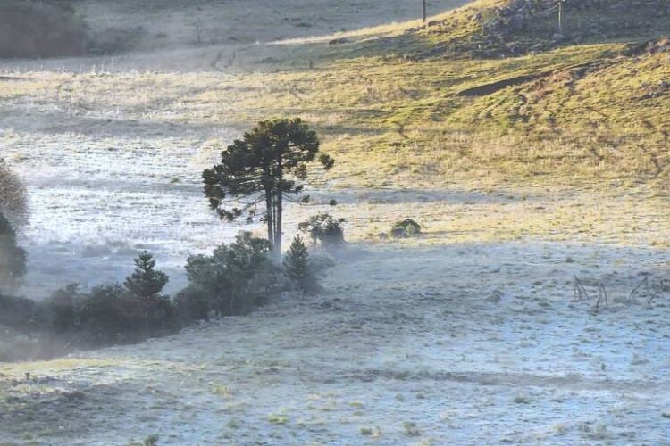 Especialista fala sobre os impactos da geada no agronegócio e como proteger a produção rural