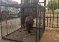 Capivara pedinte assusta moradora ao parar na sua porta e PMA é chamada para o resgate