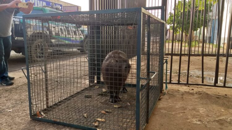 Capivara pedinte assusta moradora ao parar na sua porta e PMA é chamada para o resgate