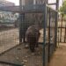 Capivara pedinte assusta moradora ao parar na sua porta e PMA é chamada para o resgate