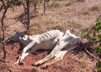 Fazendeiro é autuado em R$ 3 mil por deixar gado sem comida e água em Ribas