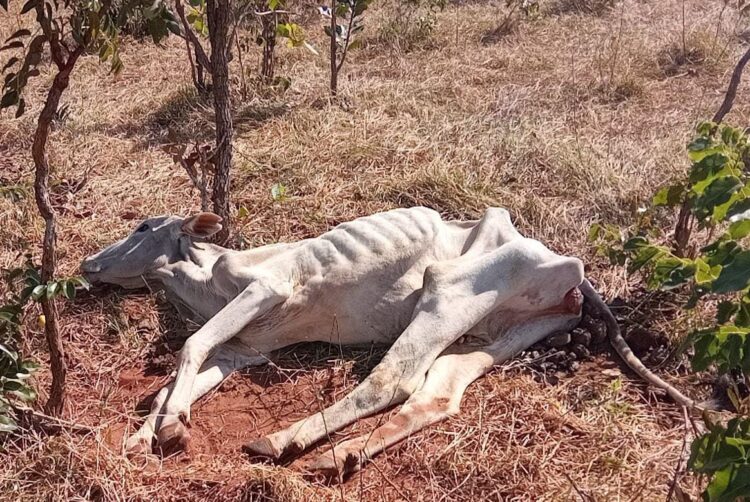 Fazendeiro é autuado em R$ 3 mil por deixar gado sem comida e água em Ribas
