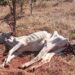 Fazendeiro é autuado em R$ 3 mil por deixar gado sem comida e água em Ribas