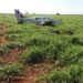 Polícia encontra piloto de aeronave com drogas e fuzis escondido em fazenda