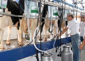 Dentre as muitas riquezas que vêm do agro, o leite é um dos que mais gera empregos