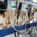 Dentre as muitas riquezas que vêm do agro, o leite é um dos que mais gera empregos