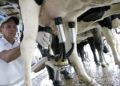Captação do leite em Mato Grosso do Sul reduz 12% no primeiro trimestre de 2022