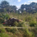 Motorista invade pista contrária, colide Saveiro com caminhão e morre no anel viário da Capital