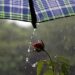 Terça-feira tem previsão de chuva em diferentes regiões do Estado
