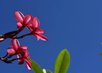 Quarta-feira tem previsão de tempo firme e seco, com sol e poucas nuvens sobre o Estado