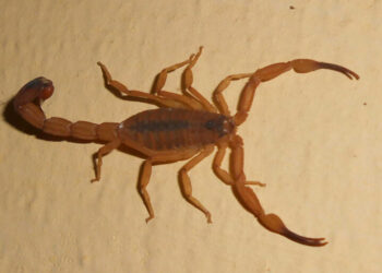 Médicos tentam, mas não conseguem salvar criança picada por escorpião em MS