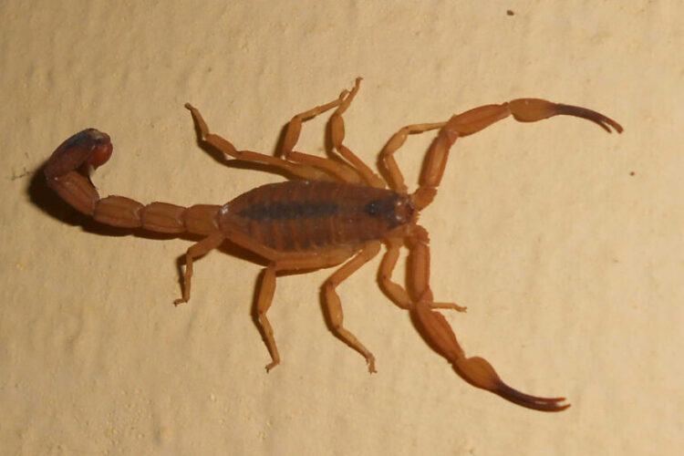 Médicos tentam, mas não conseguem salvar criança picada por escorpião em MS