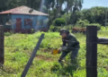 A 40 Km da Capital, policiais resgatam arara-canindé com asa quebrada