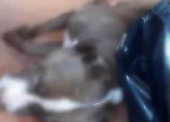 PM mata a tiros Pitbull que atacou outros cães e matou um no interior de MS