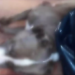 PM mata a tiros Pitbull que atacou outros cães e matou um no interior de MS