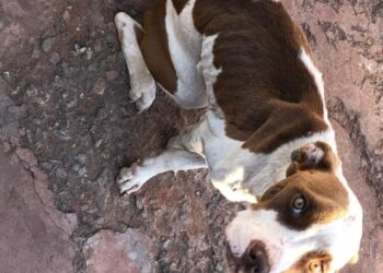 Entregador é preso por maltratar Pitbull doente e o deixar sem água e comida
