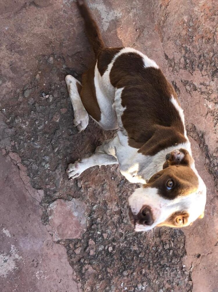 Entregador é preso por maltratar Pitbull doente e o deixar sem água e comida
