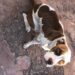 Entregador é preso por maltratar Pitbull doente e o deixar sem água e comida