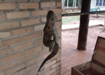 “E o véio do rio ataca de novo”: cobra de 2 metros é capturada em residência da Capital