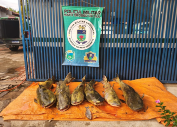 Dono de um pesqueiro é multado por capturar 6 Jaús e 1 Curimbatá fora da medida permitida